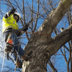 Do You Need a Permit to Remove a Tree in St. Louis