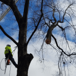 How Much Does Tree Removal Cost in St. Louis
