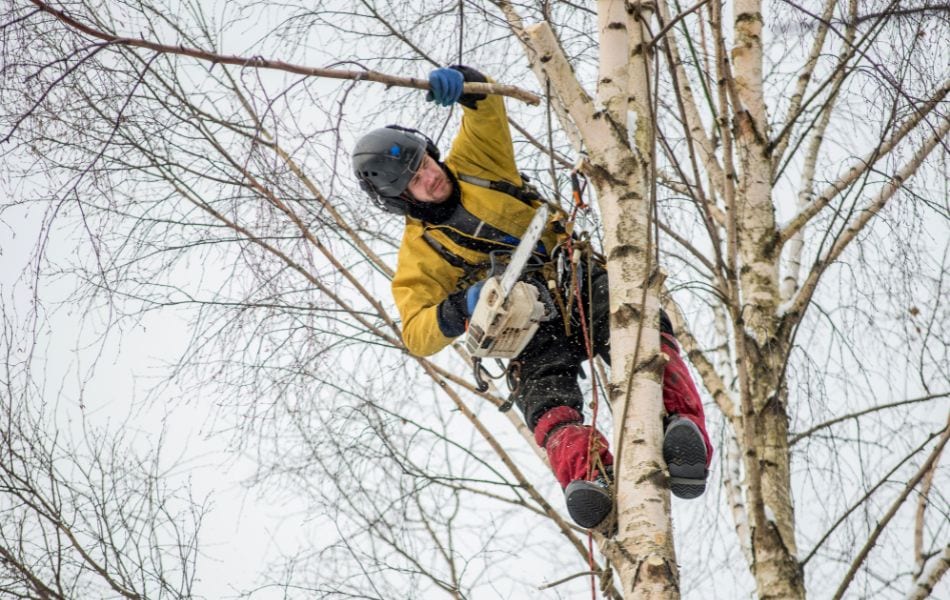 An arborist from Mathias Precision Tree Service selectively pruning a dormant tree in St Louis, MO