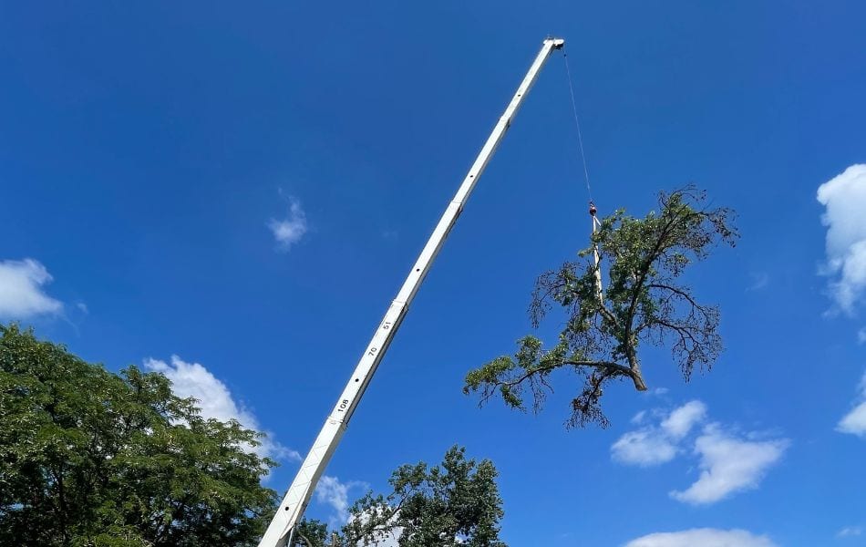 Mathias Precision removing a dying oak tree from a residential yard near St Louis, MO.