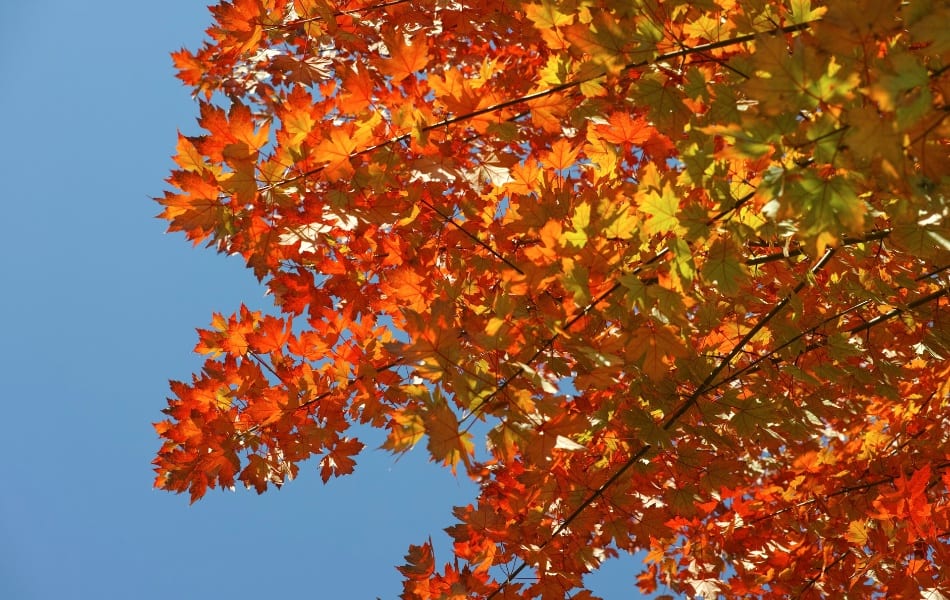 Vibrant orange and red maple tree canopy during peak fall season in Missouri showing healthy growth from proper fertilization.