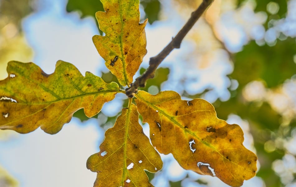 Oak leaves that are showing the signs of drought stress in St. Peters, MO.