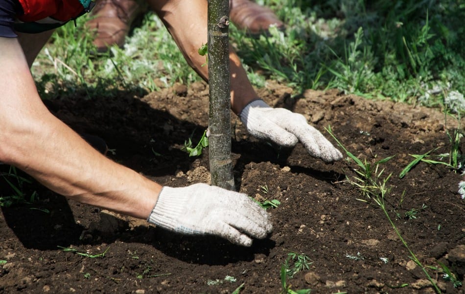 A homeowner planting a fast-growing shade tree in Lake St. Louis, MO.