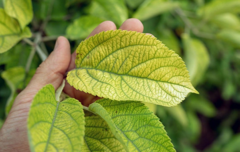 Leaves on a tree showing yellowing, a clear sign of a tree disease in St. Louis, MO.