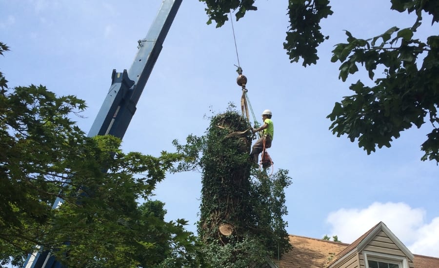 Mathias Precision removing a hazardous tree growing inches from a St. Charles home.