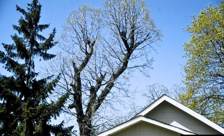 A large “topped” tree with bushy new growth next to a home in St Peters, MO.