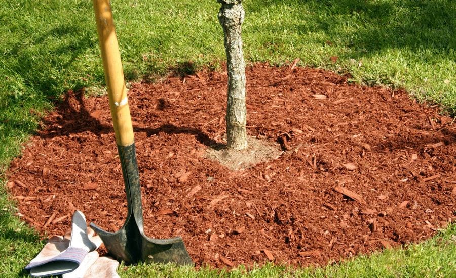 A young tree gets a fresh layer of mulch in the fall, near St Charles, MO.