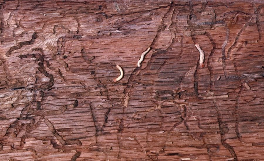 Two-toned chestnut borer larvae eating away at the interior bark of an oak tree.