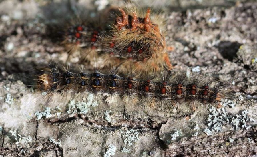 Gypsy moth caterpillars climbing on the trunk of an oak in St Louis, MO.
