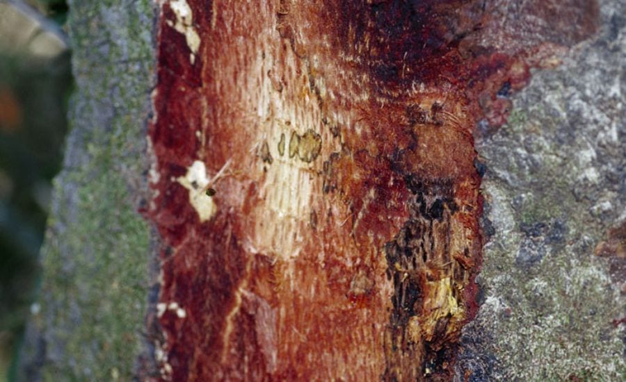 The trunk of an oak affected by sudden oak death in Eastern Missouri.