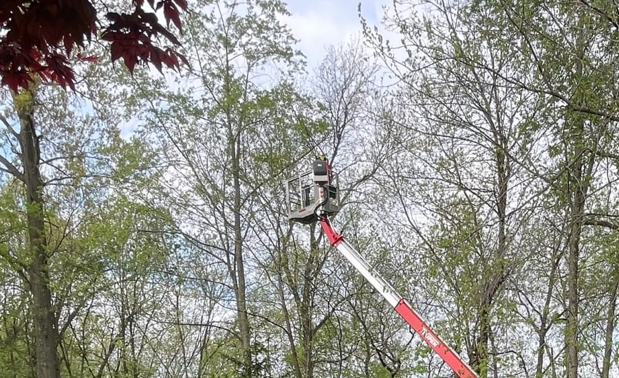 Arborists from Mathias Precision Tree Service pruning large trees before tornado season in St. Charles County, MO