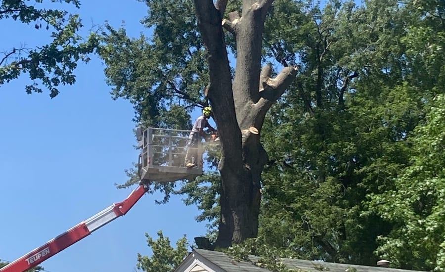 Mathias Precision removing an infested ash tree from a residential backyard using a crane in St. Charles County.