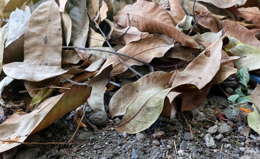 Dry and fallen leaves, a common sign of drought stress, from a tree in St. Charles, MO.
