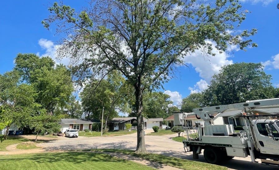 A tree with sparse foliage that is showing the signs of drought stress in Lake St. Louis, MO.