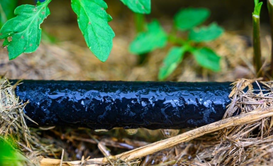 A soaker hose delivering water to the soil in O’Fallon, MO.