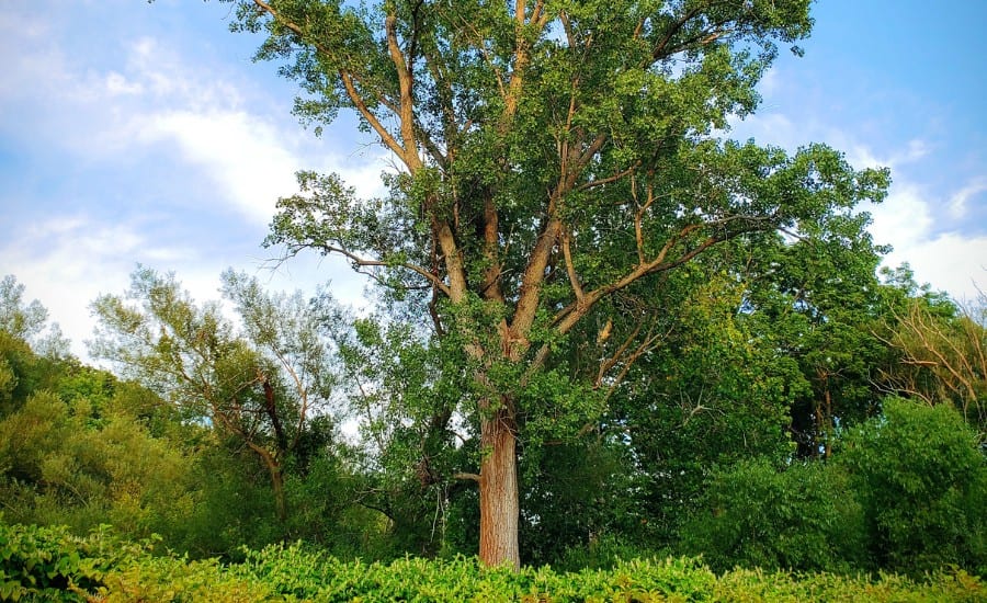 A mature eastern cottonwood tree in O’Fallon, MO.