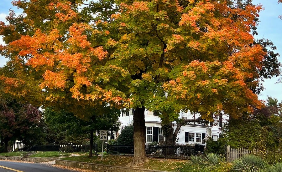 A pin oak tree displaying its fall colors in Hazelwood, MO.