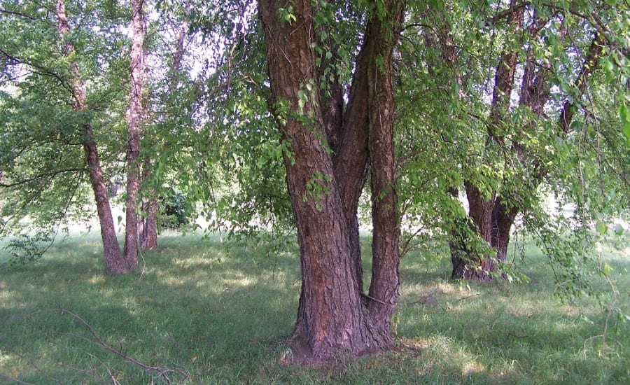 A river birch at the Morton Arboretum.