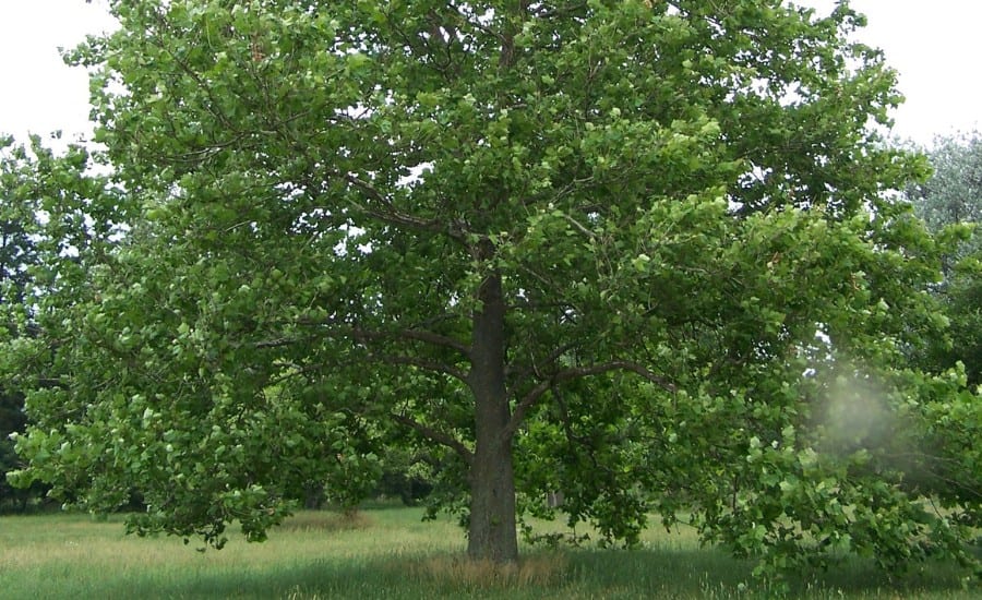 A sycamore tree at the Morton Arboretum.