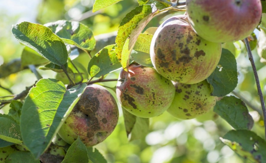 Apples on a tree showing the signs of apple scab in St. Charles, MO.
