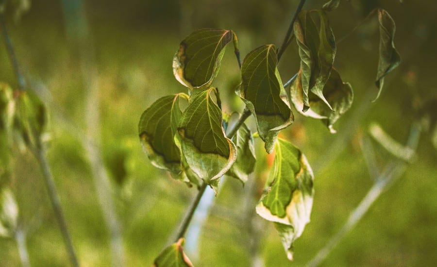 Leaves that are wilting and browning from disease in St. Peters, MO.