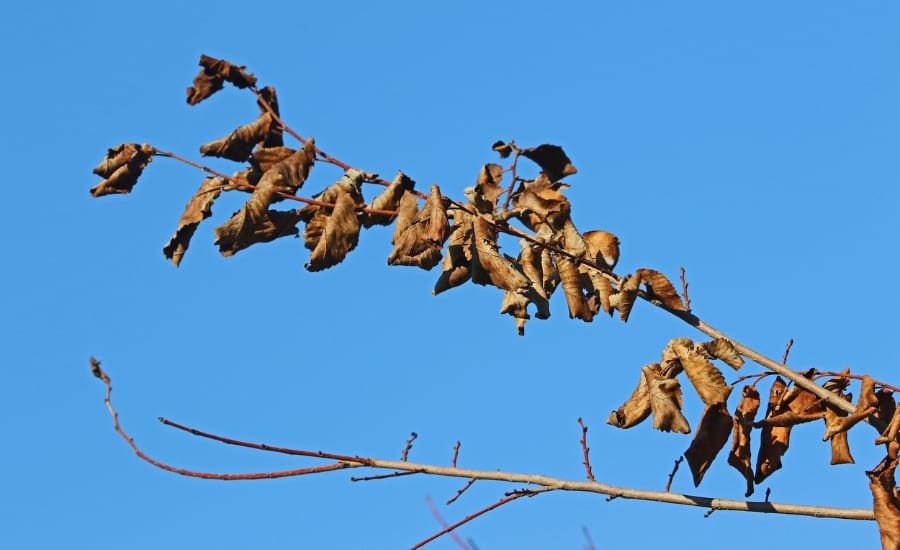 Wilted elm leaves remaining on branch after Dutch elm disease infection, highlighting why winter pruning is important in preventing disease spread in Missouri.