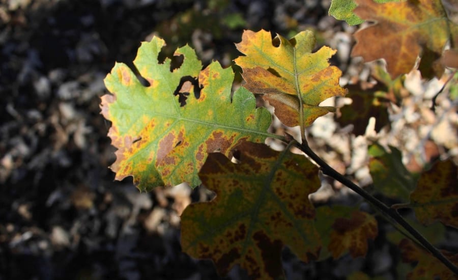 Oak leaves showing early oak wilt symptoms with brown blotches and yellowing edges, illustrating risks of pruning oaks outside Missouri’s dormant winter season.