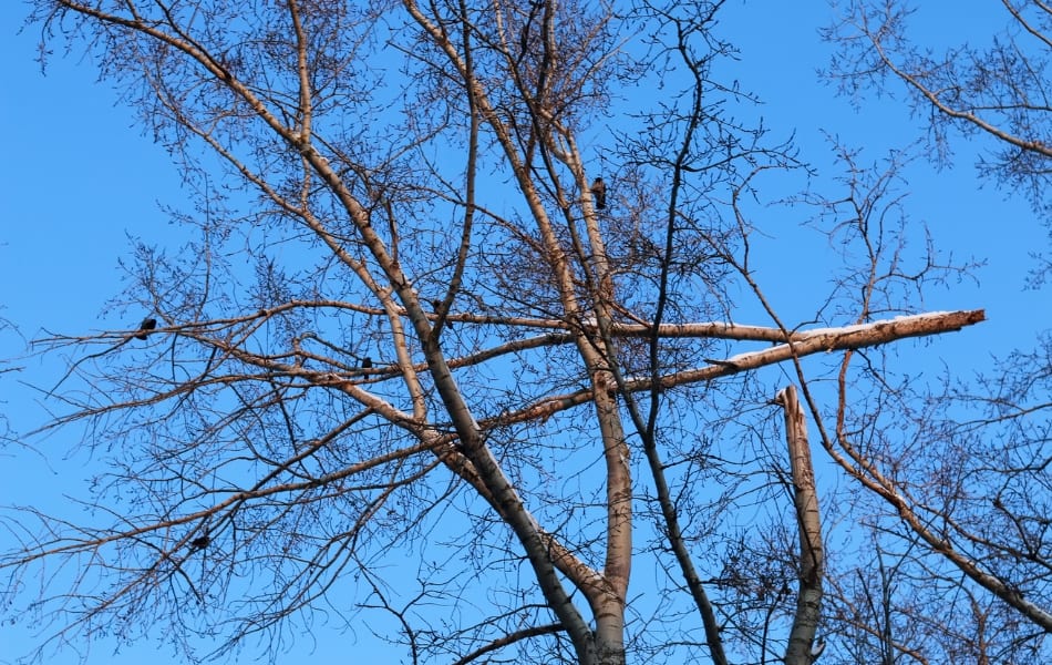 Broken tree branches caught high in the canopy against a clear blue sky, showing storm damage and potential fall hazards.