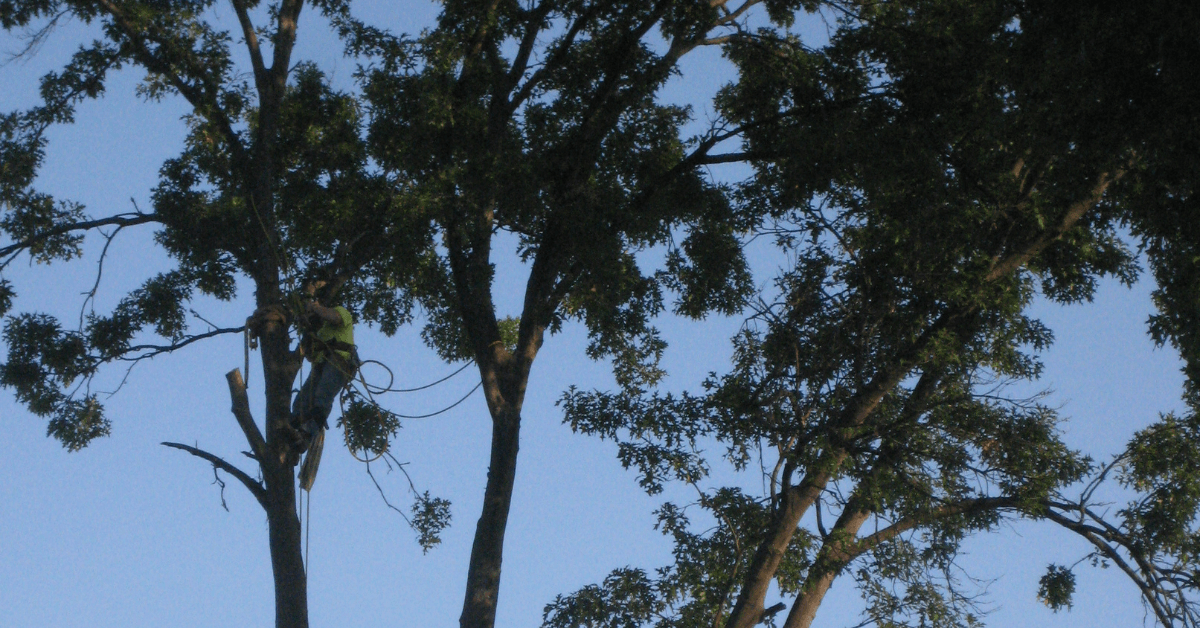 Tree Trimming