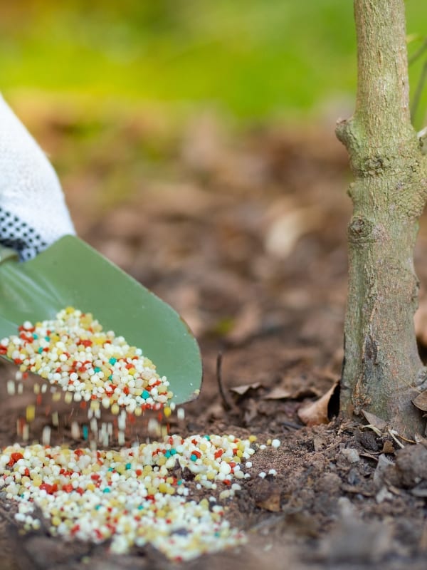 Slow release root fertilizers applied on a tree in St. Peters, MO.