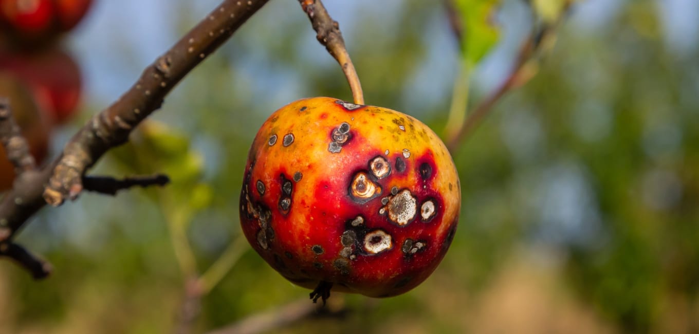 A close up look of apple scabs which is a common tree disease for apples in St. Louis, MO.