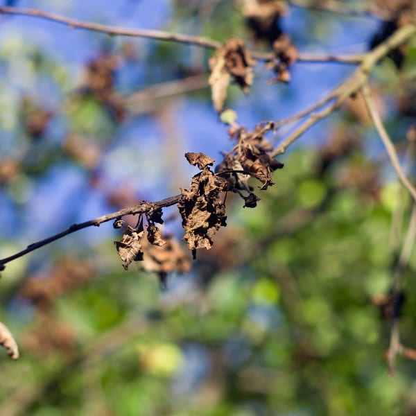 A dead branch and leaves with healthy leaves from behind on a fine summer day in St. Louis, MO.