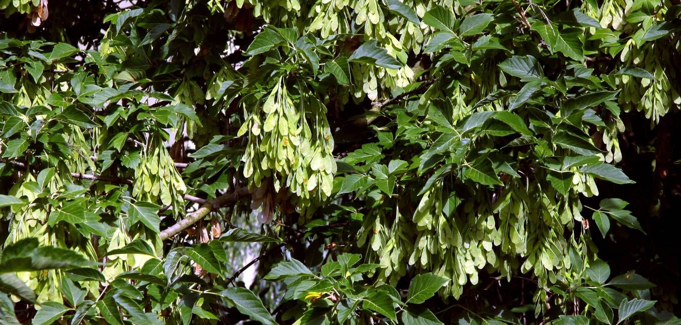 Tree Services in O'Fallon, MO | Tree Pruning, Tree Removal, Stump Grinding | Mathias Precision Tree Service