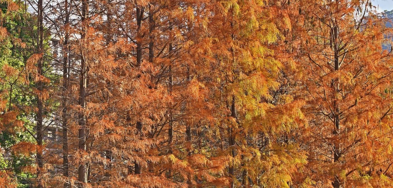 Tree Services in St. Charles, MO | Tree Pruning, Tree Removal, Stump Grinding | Mathias Precision Tree Service