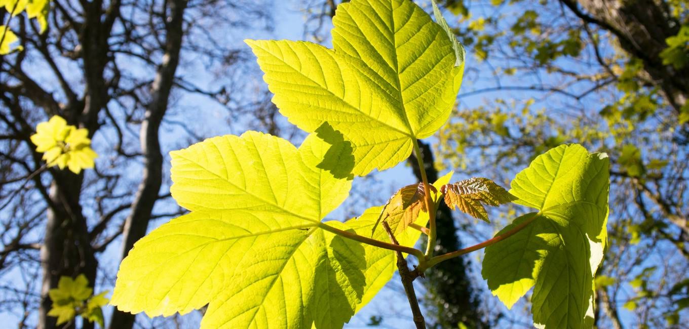 Tree Services in St. Peters, MO | Tree Removal, Stump Grinding, Tree Pruning | Mathias Precision Tree Service