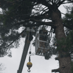 When Is the Best Time to Prune Trees in St. Louis