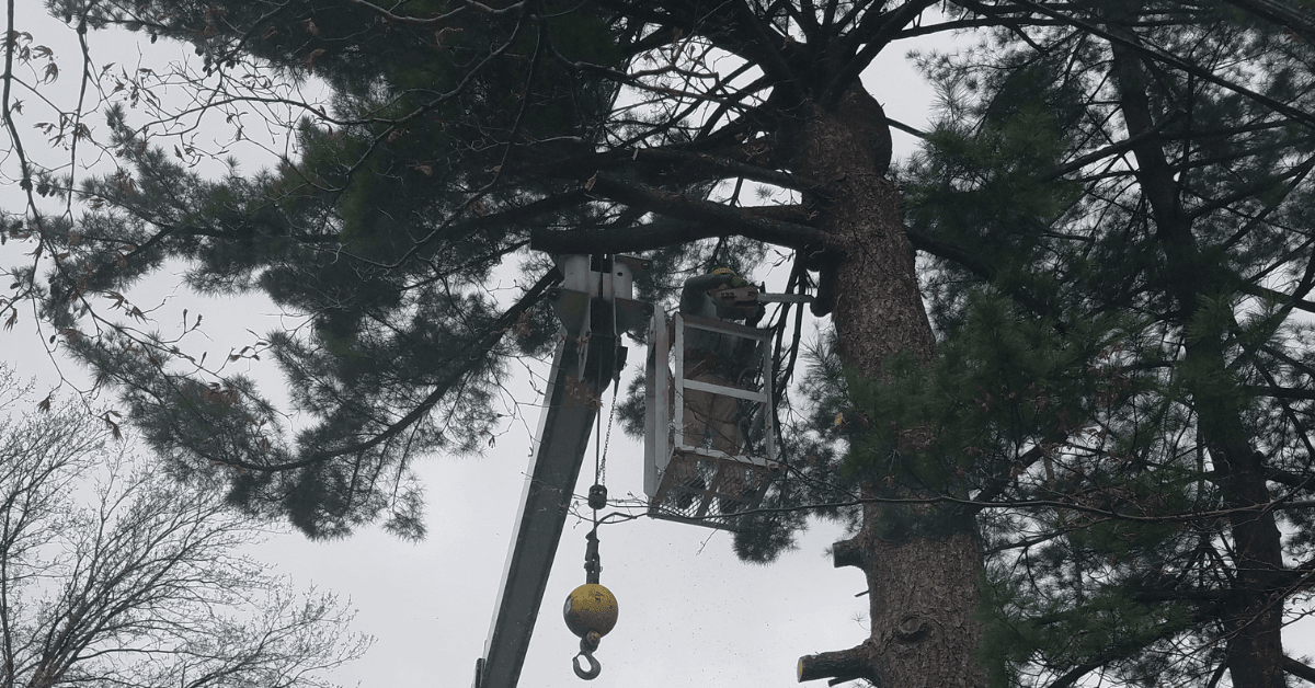 When Is the Best Time to Prune Trees in St. Louis