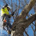arborist consultations