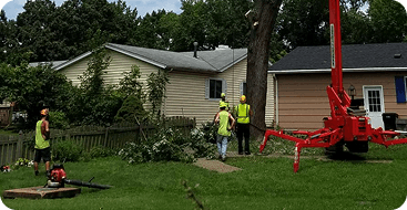 deep root fertilization