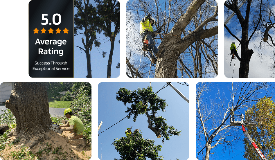 5 start rated tree service in st louis