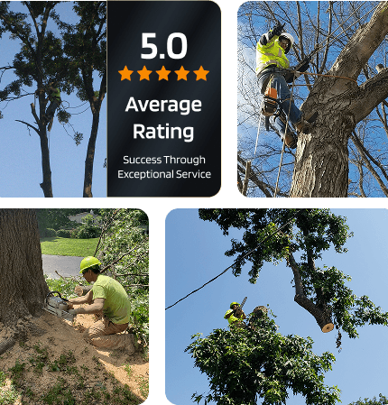 About Mathias Precision Tree Service