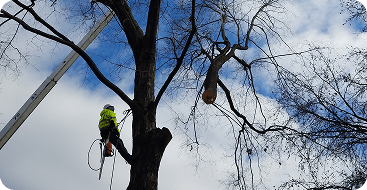 pruning and trimming