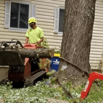 stump grinding