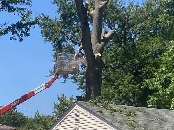 Tree Care Services in O'Fallon 