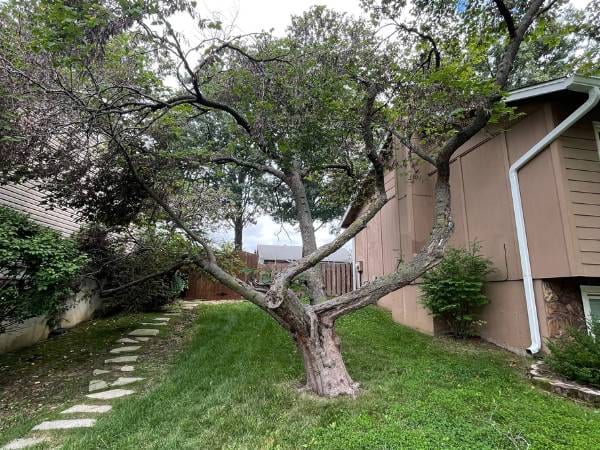 Tree Care in St. Peters