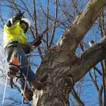 Do You Need a Permit to Remove a Tree in St. Louis