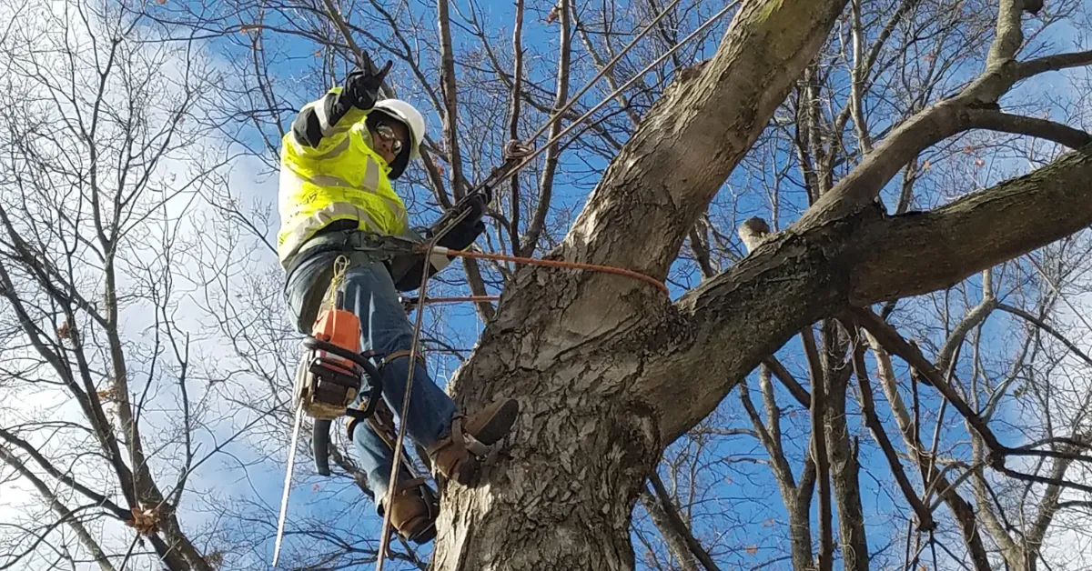 Do You Need a Permit to Remove a Tree in St. Louis