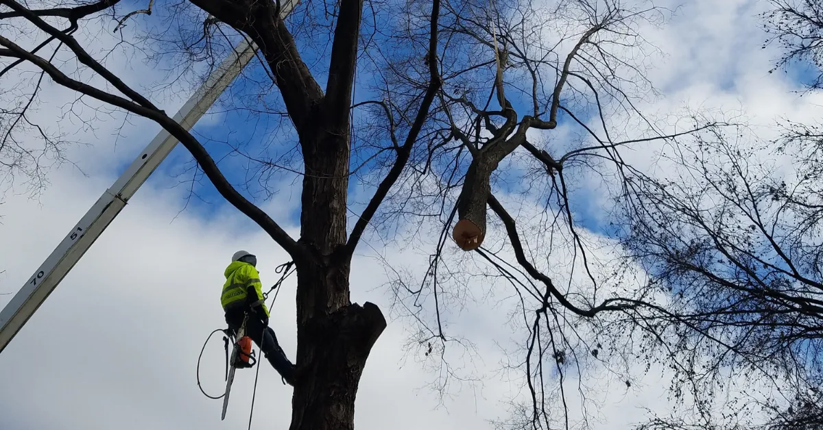 How Much Does Tree Removal Cost in St. Louis