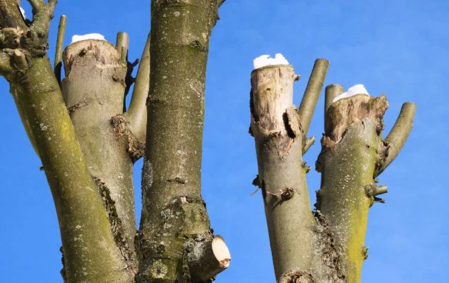 Why You Should Never “Top” Your Trees in Eastern Missouri
