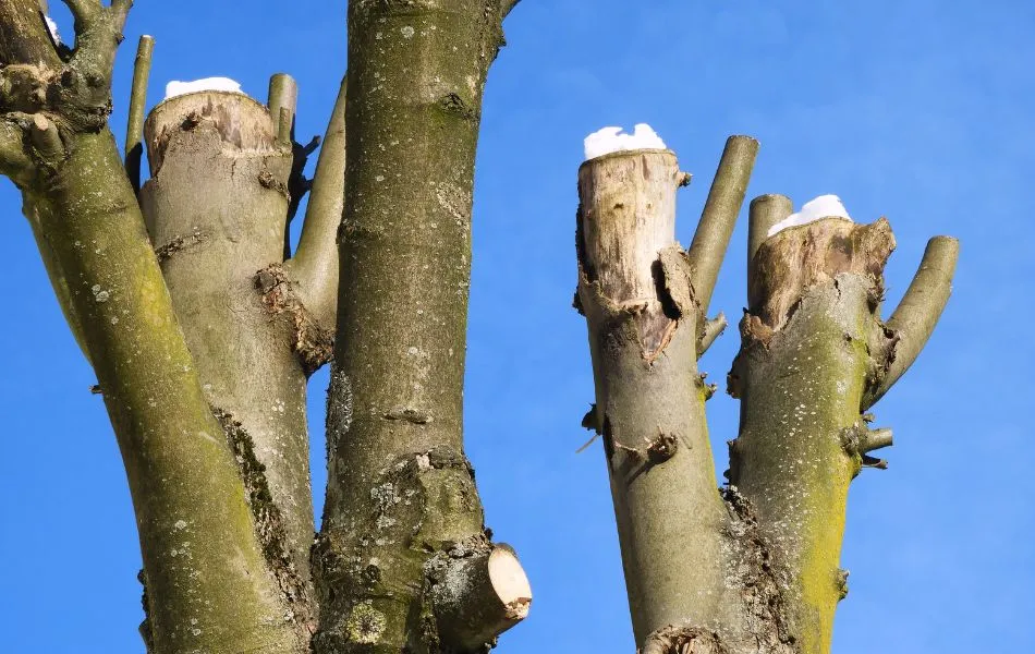 A topped tree on a residential property in Eastern Missouri.